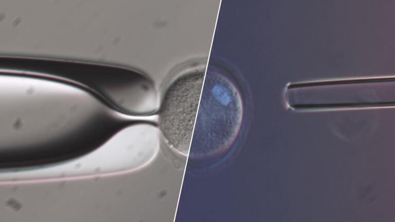 True-to-Life - Olympus IVF Solutions